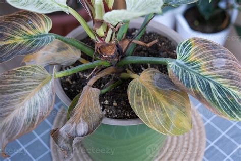 philodendron problems|Problems with Philodendron .